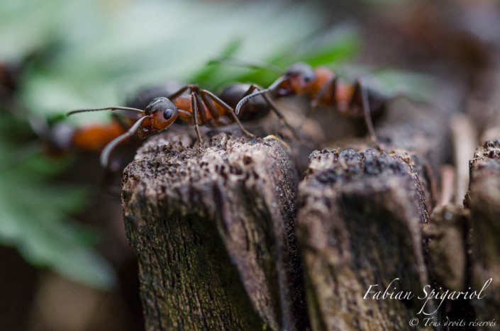 Fourmis grimpeuses - Une plongée dans le microcosmos des fourmis rouges observées dans un sous-bois des environs du Val-de-Travers (Jura Suisse).