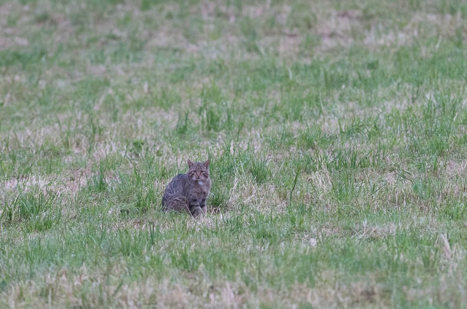 Chat sauvage - Un moment privilégié les yeux dans les yeux avec un chat forestier