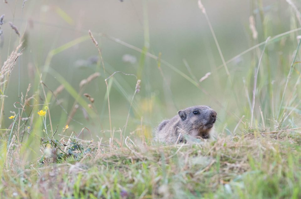 Ventre à terre, ce jeune marmotton tente une approche discrète pour venir observer le photographe de plus près...