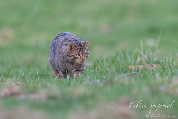 Chasseur en action - Le chat forestier est concentré sur sa proie, un campagnol que l'on distingue sur la droite de l'image. Dans quelques instants, il bondira pour lui asséner le coup de grâce.