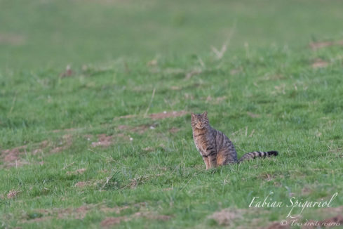 Chat forestier au crépuscule - Sorti comme un fantôme de la forêt, le chat forestier (ou chat sauvage) est apparu comme par enchantement dans un paturâge boisé surplombant le Val-de-Travers (Jura Suisse).
