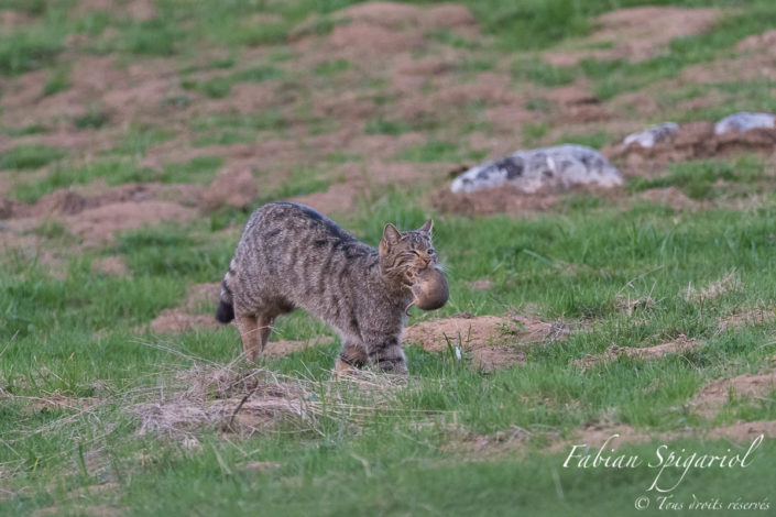 La chasse a été bonne pour le chat forestier qui a débusqué un campagnol bien gras pour son repas. Simplement étourdi par l'attaque du chat, le campagnol se débat comme un beau diable pour tenter en vain de se défaire des crocs du félin.