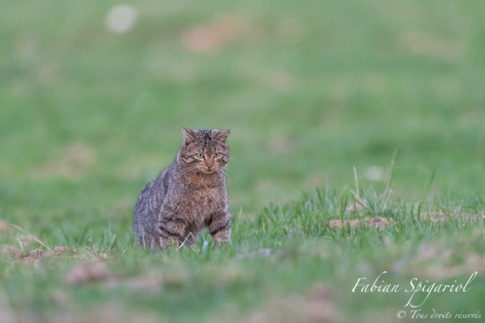 Chat forestier en chasse (gros plan) - Concentré sur le campagnol tapis dans l'herbe, le chat forestier s'apprête à le capturer avec ses griffes acérées.