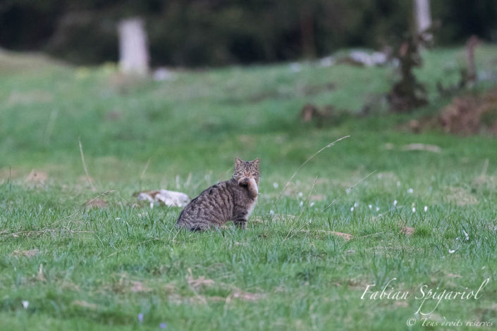 Le chat forestier tenant fermement sa proie immortalisé sur fond de pâturage boisé parsemé de crocus, une belle image printanière typique des crêtes du Jura neuchâtelois.