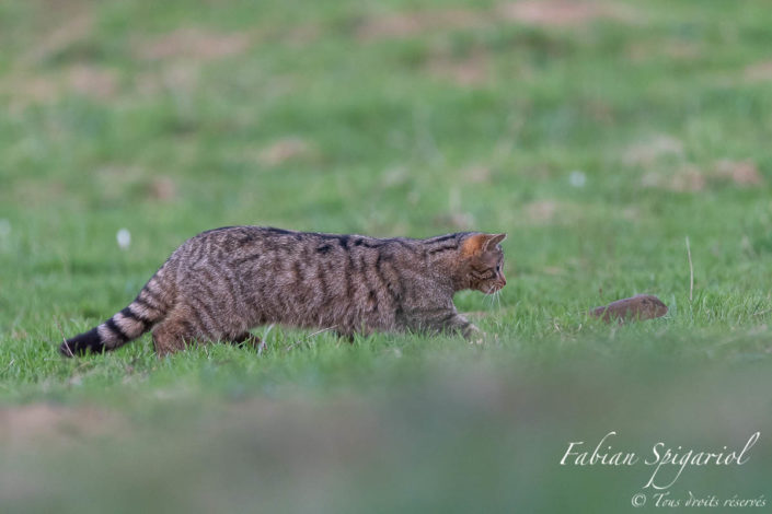 Chat forestier sachant chasser - Le chat forestier poursuit un campagnol dans un pâturage boisé des crêtes du Val-de-Travers (Jura Suisse) et n'en fera bientôt qu'une bouchée...