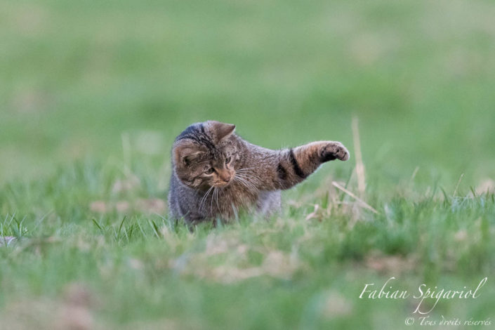 Fini de jouer, il est temps de manger. Après avoir capturé puis joué avec un campagnol dans un paturage boisé du Val-de-Travers, le chat lui assène le coup de grâce avant d'en faire son repas.