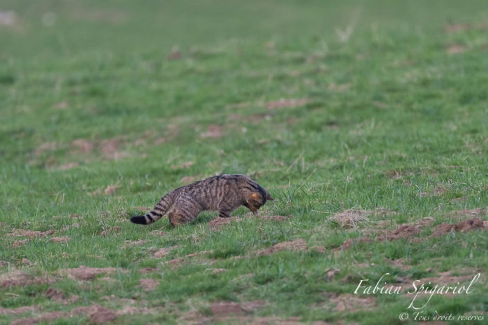 Plus rapide que l'éclair, le chat forestier plonge sa patte dans la galerie de campagnol pour en débusquer son propriétaire.