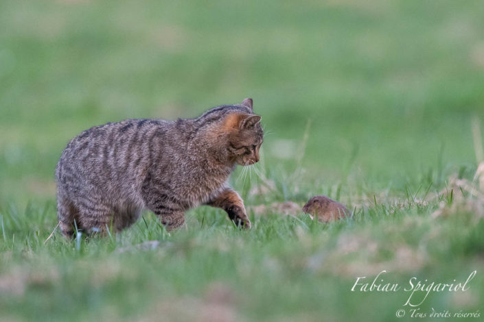 Le campagnol tente de lutter, toutes dents dehors, pour défendre sa peau face au chat forestier. Déboussolé par les coups de patte répétés et bien trop éloigné de sa galerie protectrice, le rongeur ne peut pas lutter face à la puissance et à la vitesse du félin.