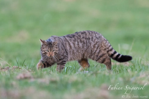 Chat sauvage - Une approche féline et gracieuse pour ce chat forestier observé en pleine partie de chasse au campagnol sur les crêtes du Val-de-Travers.