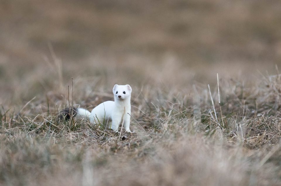 Curieuse et intrépide, l'hermine explore les environs de son terrier à la recherche d'un campagnol égaré qu'elle trouvera sans doute à croquer....