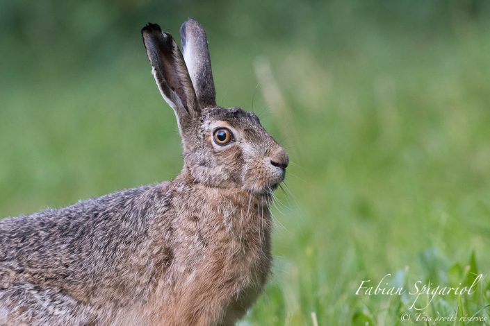 Le lièvre se profile - Lorsque le lièvre s'immobilise à quelques mètres de l'objectif, il ne reste plus qu'à lui tirer le portrait sans trembler, puis sortir l'oeil embué du viseur pour communier avec Dame Nature.