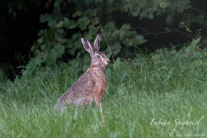 Dernier regard avant la nuit - Après avoir joyeusement gambadé dans son champ préféré, le lièvre nous accordre un dernier regard avant d'aller se remiser sous le couvert forestier.