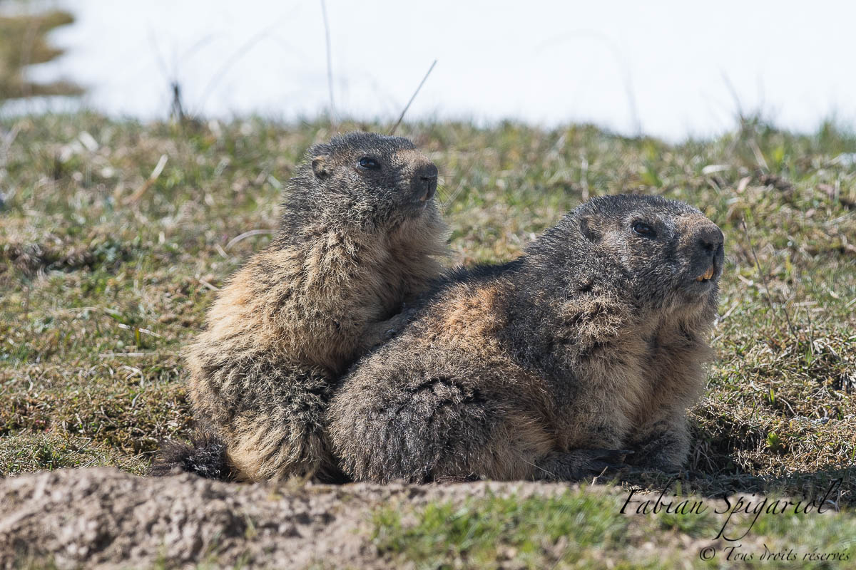 Instant de fraicheur avec les marmottes du Jura - Spiga.ch