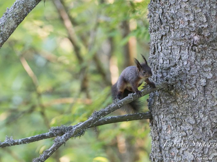 Un petit saut agile et l'acrobate des arbres change gracieusement de branche...