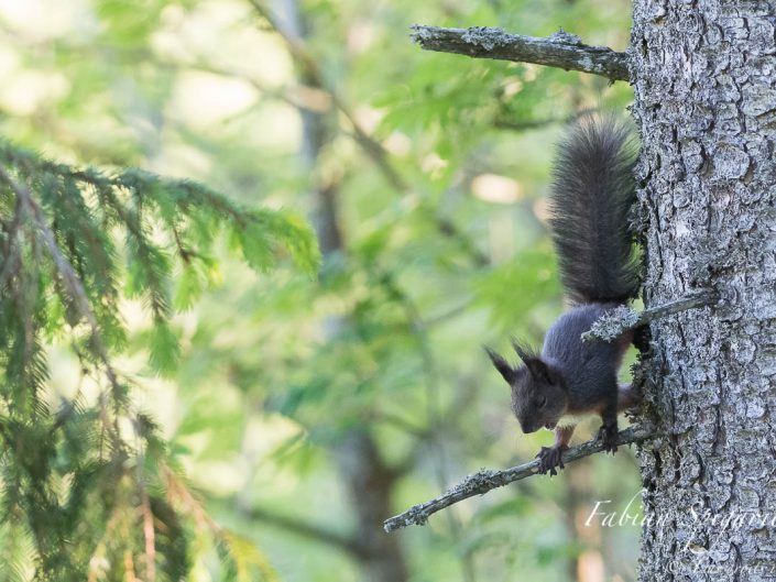 L'escalade arboricole fatigue même le plus intrépide des écureuils...