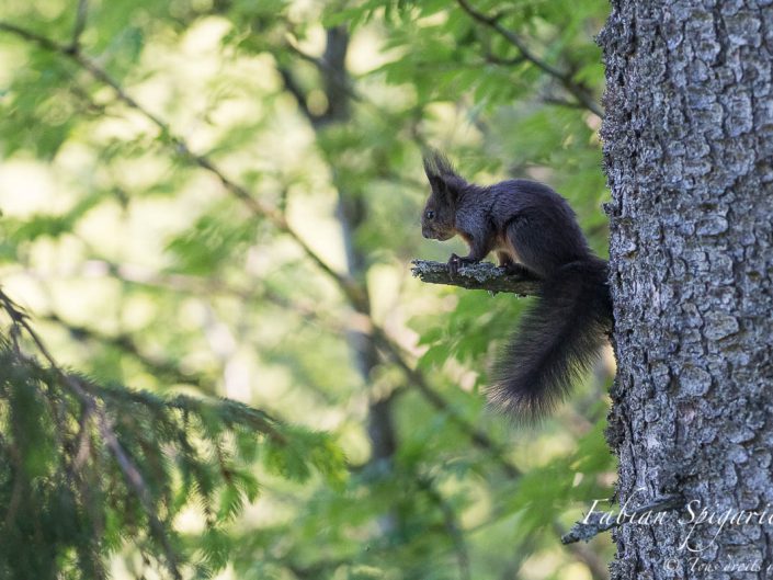 Perché sur un sapin des crêtes du Val-de-Travers, le petit acrobate des cimes admire le spectacle offert par le soleil qui se couche sur les crêtes du Jura.