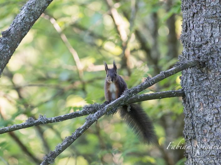 Perché sur une branche de sapin des crêtes du Val-de-Travers, le petit écureuil roux surveille attentivement son territoire