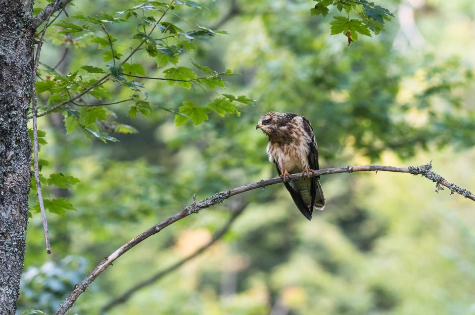 Perchée au coeur de la forêt, cette jeune bondrée apivore surveille attentivement les environs.