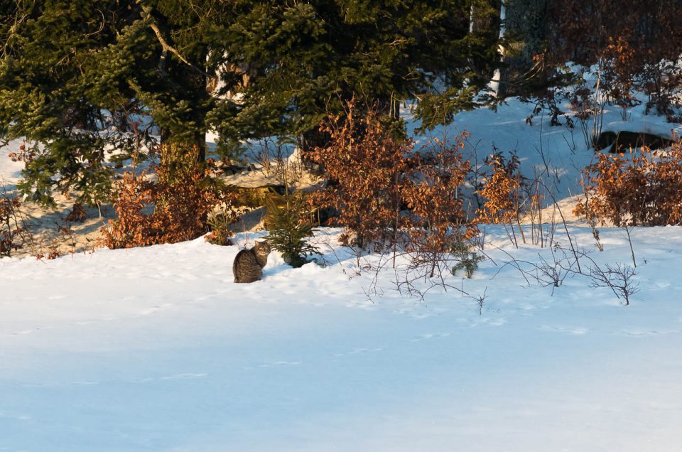 Le bain de soleil du chat forestier