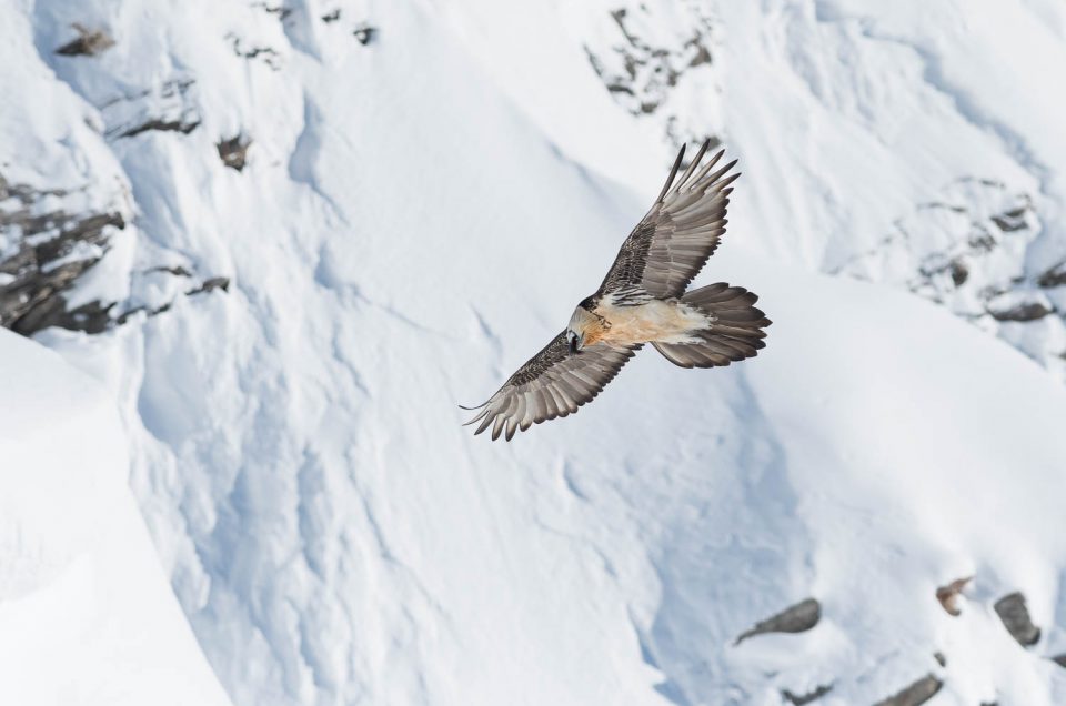 Le gypaète barbu survole les alpes enneigées, une scène de rêve