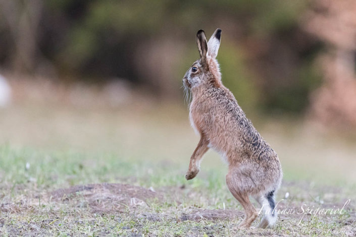 Un craquement de branche dans la forêt intrigue le lièvre qui se dresse sur les pattes arrières pour mieux observer les environs.