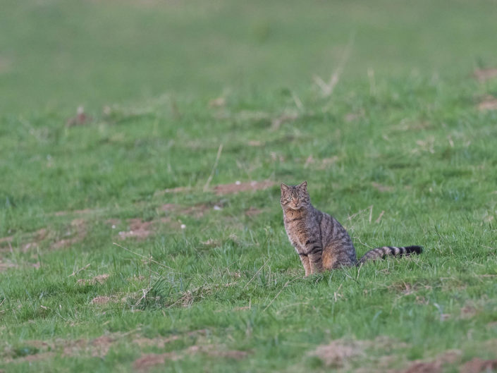 Chat forestier