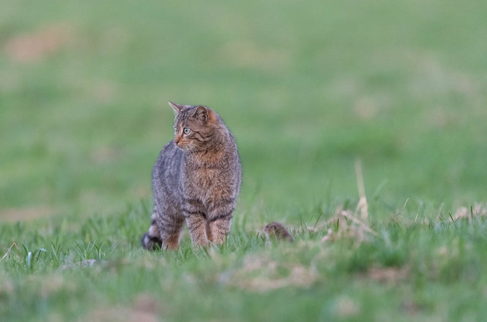 L'incroyable partie de chasse du chat forestier
