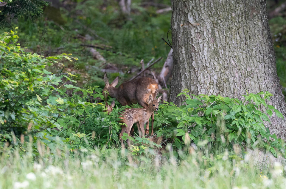 Encore habillés de leur robe tachetée, les faons de chevreuil restent bien cachés en lisière de forêt avec leur maman.