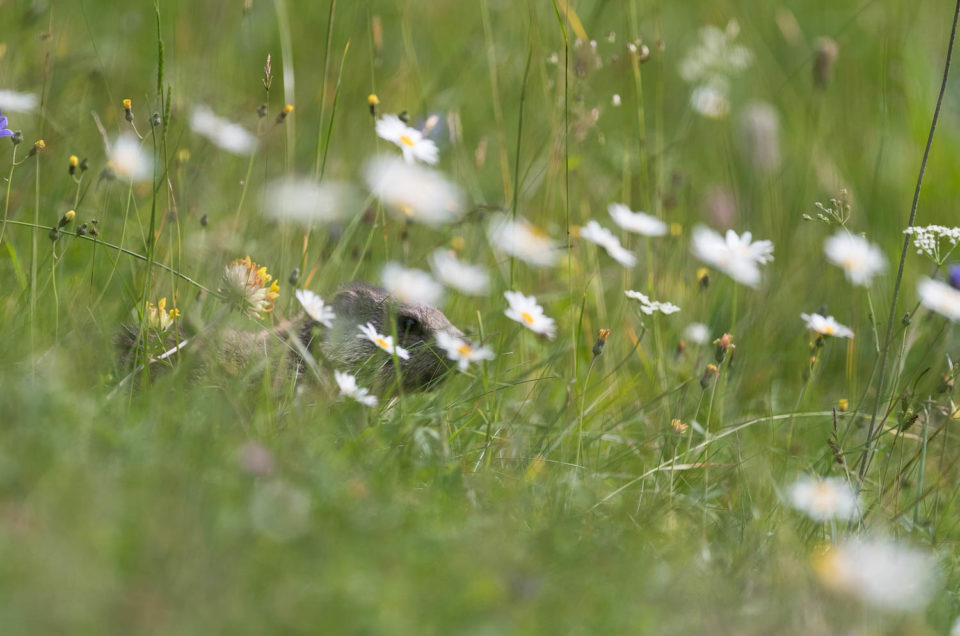 Baignée dans un océan de fleurs, la jeune marmotte du Jura Neuchâtelois s'aventure dans les environs du terrier familial.