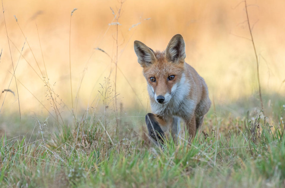 Jeune renard roux observé au crépuscule dans la toundra neuchâteloise.