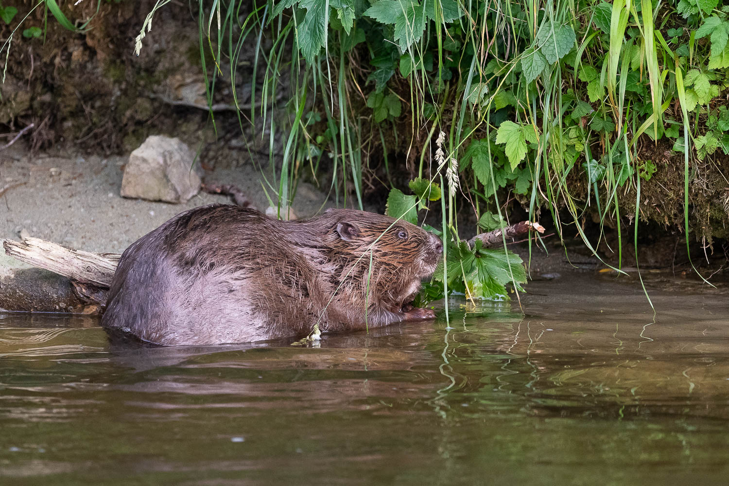 Le castor neuchâtelois Spiga.ch Photographies de nature