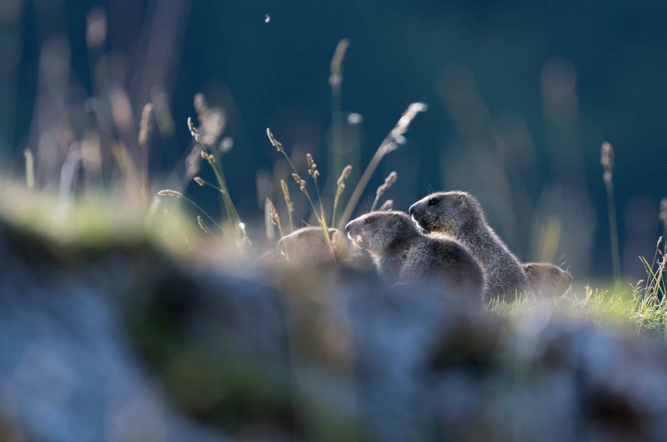 Rencontre avec de jeunes marmottes jurassiennes
