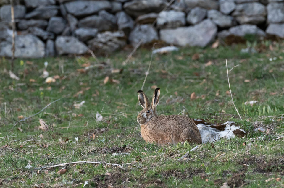 Lièvre brun dans un paturage boisé du jura neuchâtelois