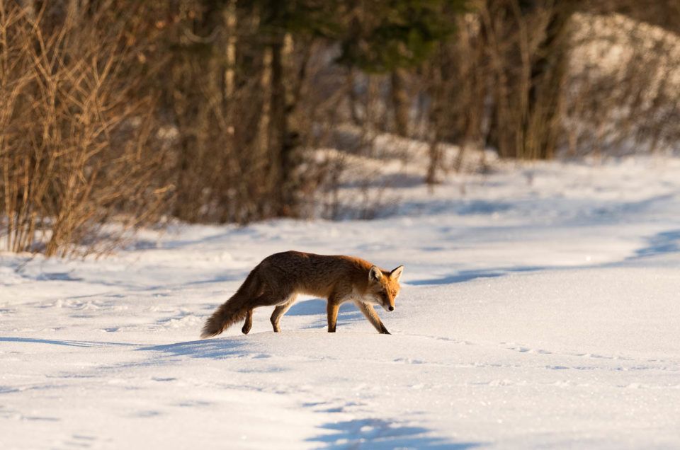 Renard roux dans la neige