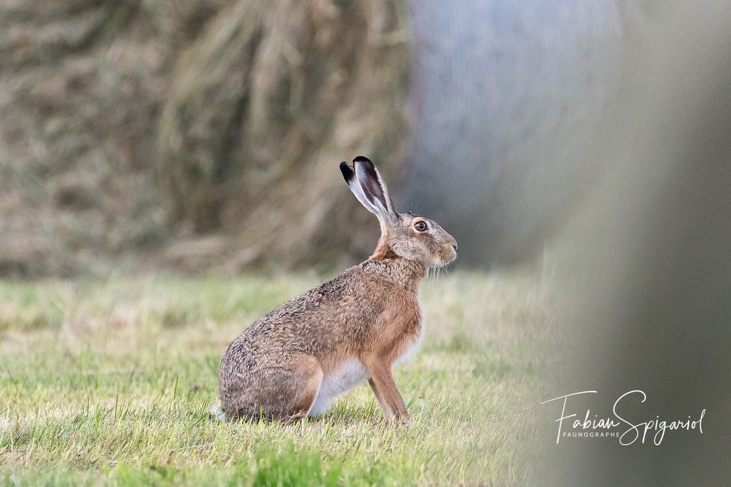 Lièvre brun - Spiga.ch - Faunographe dans le canton de Neuchâtel