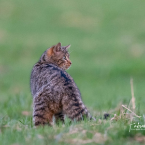 Chat à dos
