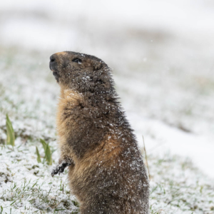 Marmotte saupoudrée de neige