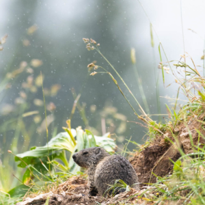 I'm singing in the rain