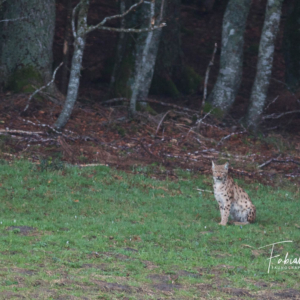 Lynx boréal