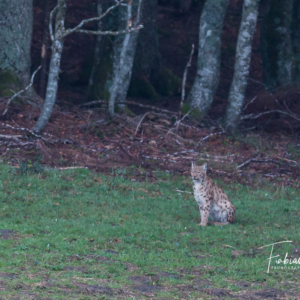 Lynx boréal assis