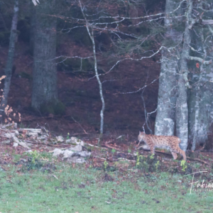 Lynx en marche