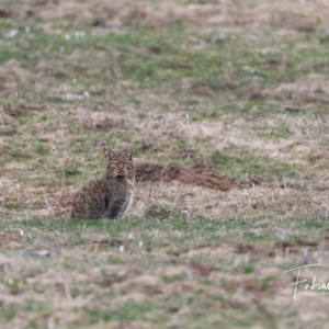 Le Chat forestier