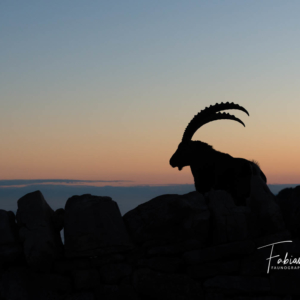 Une ombre dans la nuit