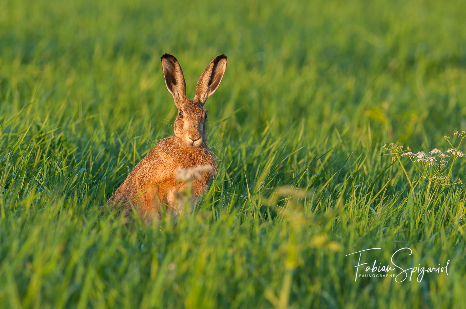 Lièvre brun - Spiga.ch - Photographies naturalistes du canton de Neuchâtel