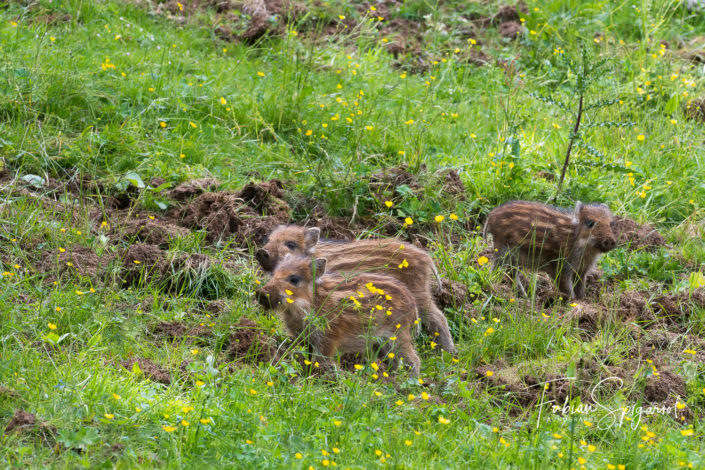 Les trois petits cochons