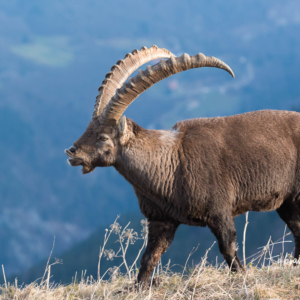 Flehmen