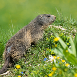Marmotte dans son jardin fleuri...