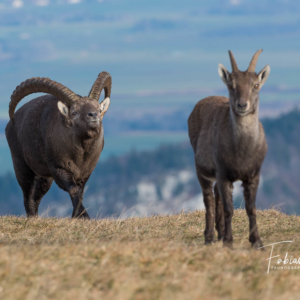 Le rut du bouquetin