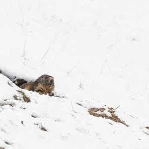 Le réveil de la marmotte