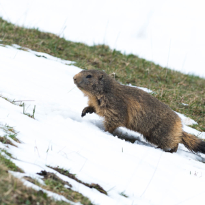 Marmotte à pas de loup